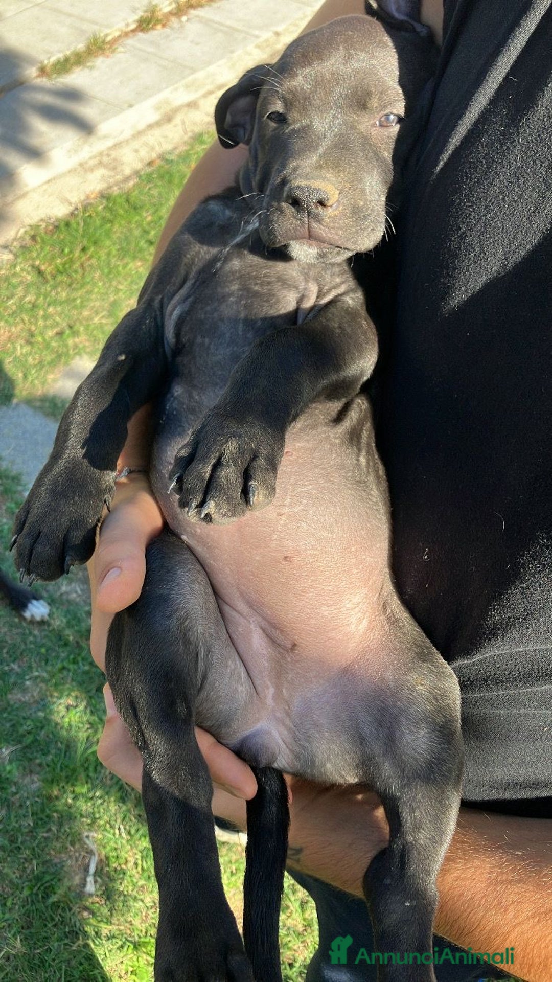 Meticcio cani in vendita: Vendita Cuccioli - Immagine 8