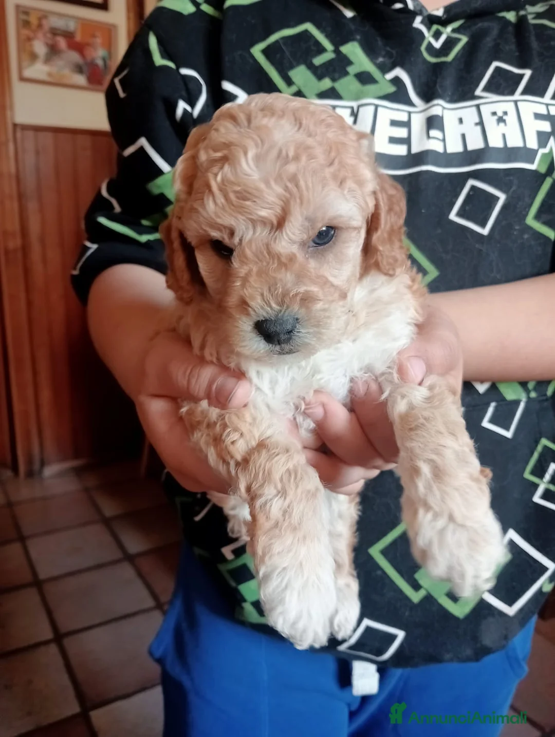 Barboncino cani in vendita: Barboncini - Annuncio 2