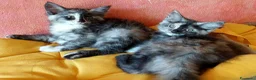 Maine Coon gatti in vendita: Maine Coon tabby cucciole gemelle - Annuncio 4
