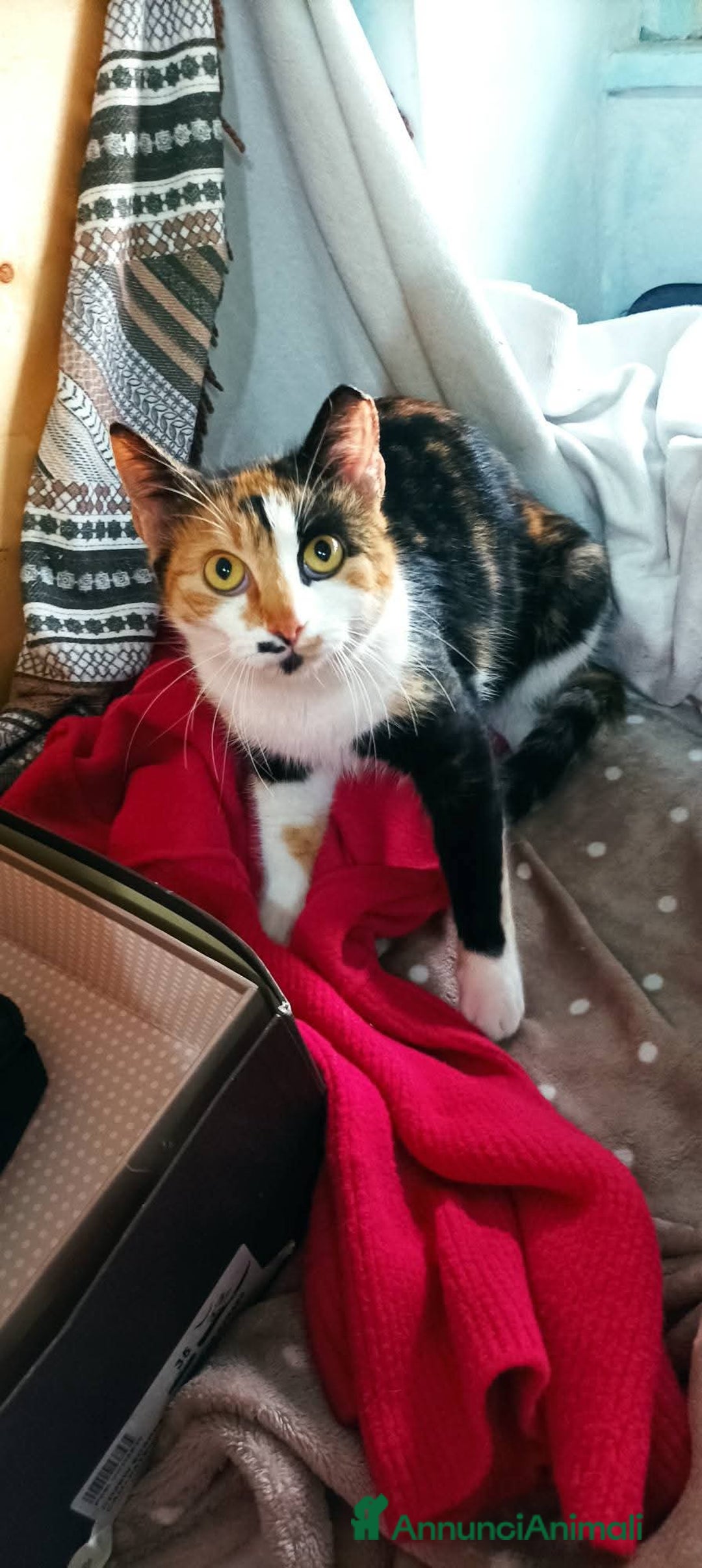 Meticcio gatti in regalo: Cucciola 6 mesi circa, bellissima Talia  - Annuncio 5