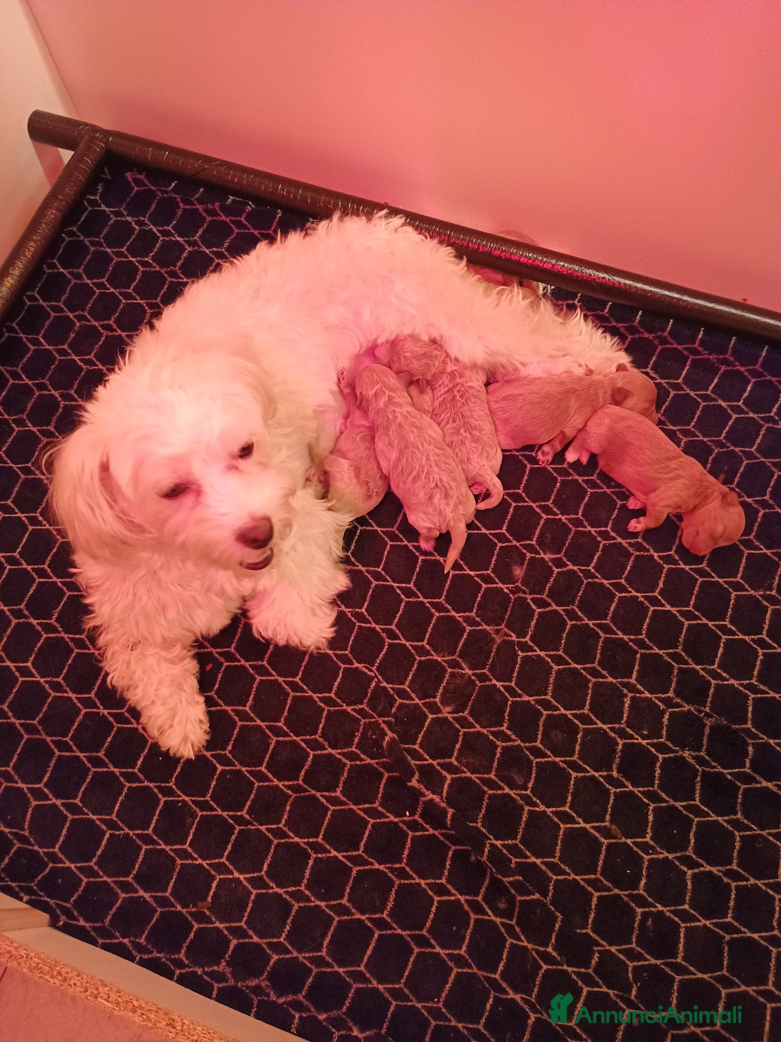 Maltipoo cani Maltipoo  - Annuncio 1