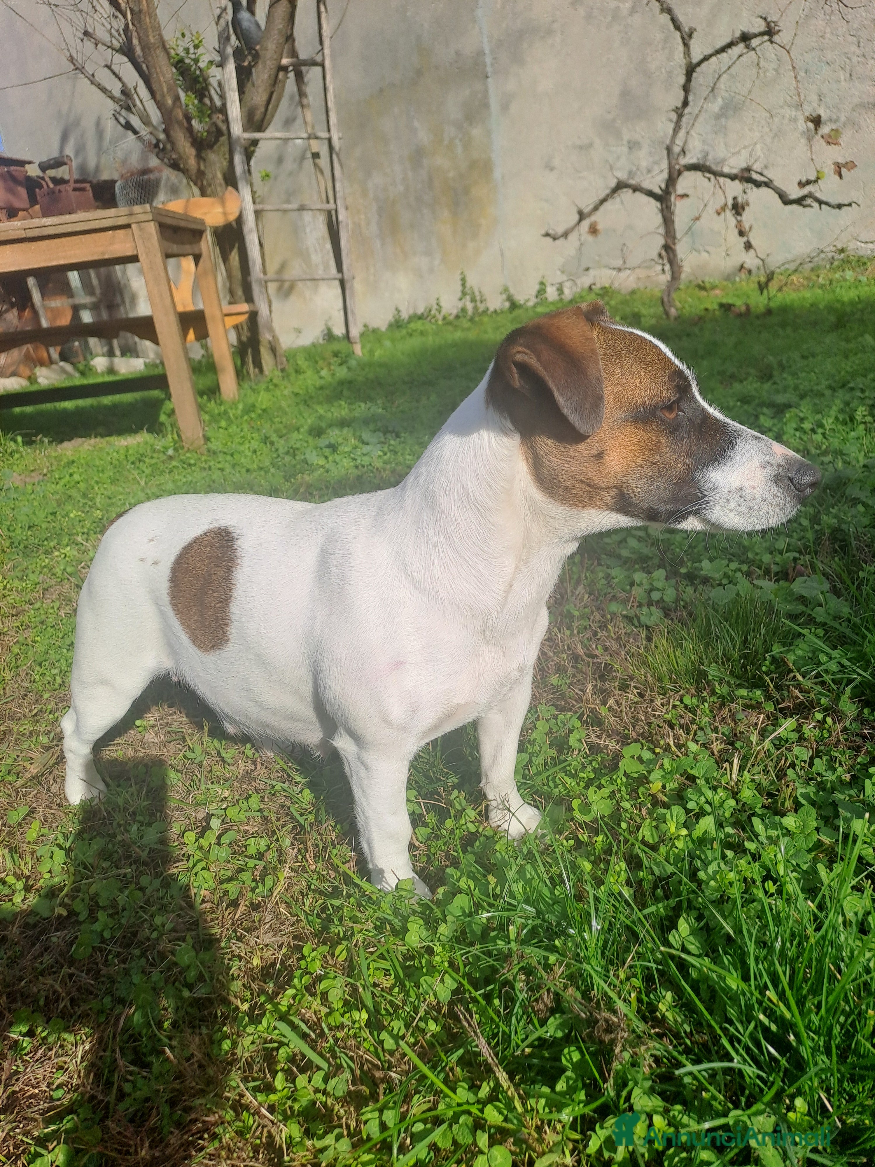 Jack Russell cani Meravigliosi cuccioli di jack russell - Annuncio 6