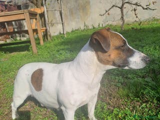 Jack Russell cani Meravigliosi cuccioli di jack russell - Annuncio 7