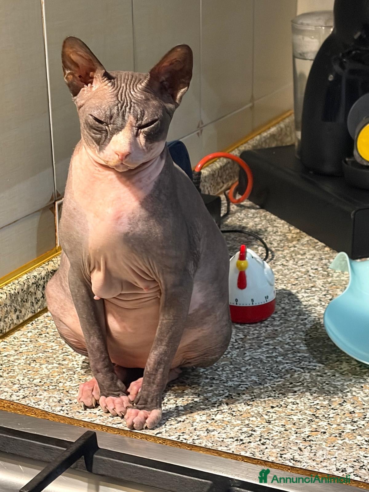 Sphynx gatti Sphinx gatto nudo - Annuncio 1