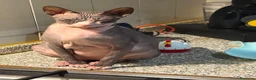 Sphynx gatti in vendita: Sphinx gatto nudo a Città Metropolitana di Torino - Annuncio 1