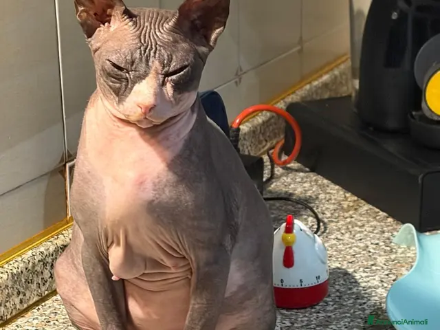 Sphynx gatti in vendita: Sphinx gatto nudo - Annuncio 1