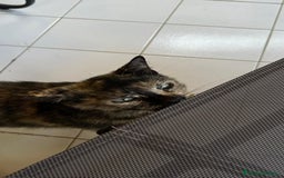 Altre razze gatti in regalo: Gattino dolcissimo trova casa - Immagine 5