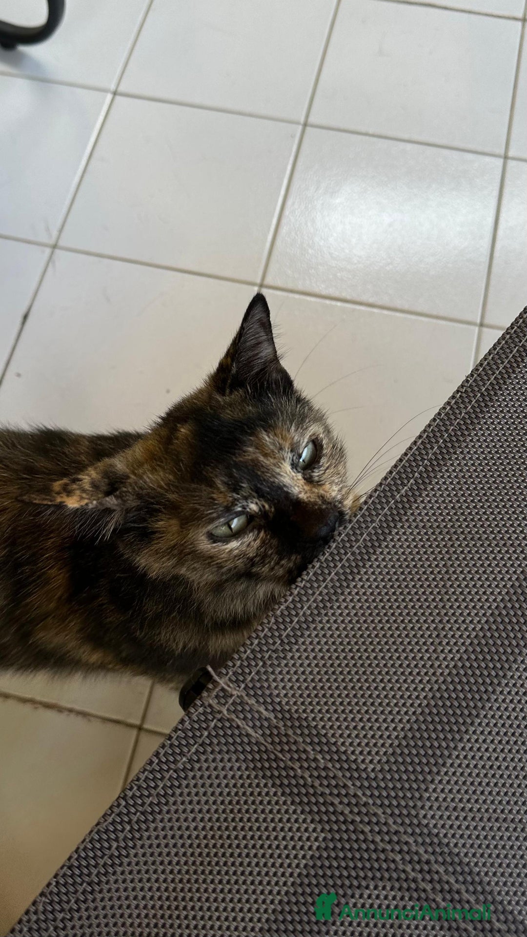 Altre razze gatti in regalo: Gattino dolcissimo trova casa - Immagine 5