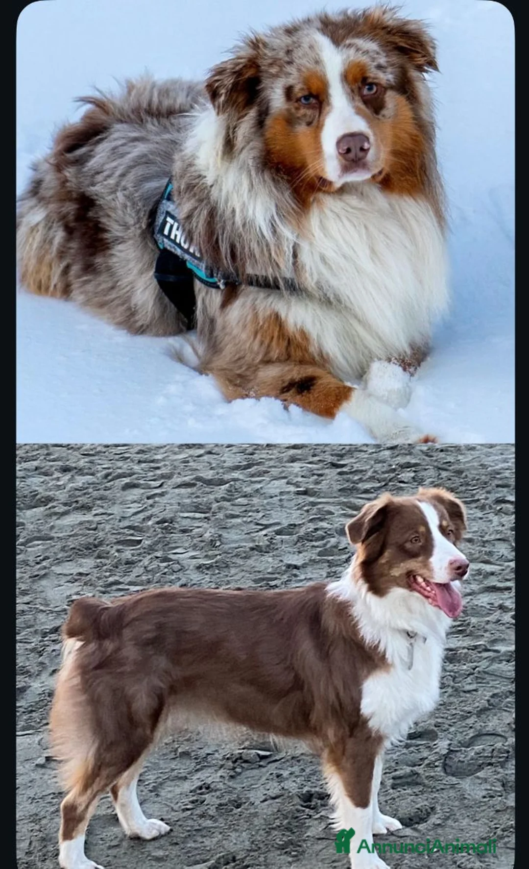 Australian Shepherd cani in vendita: Vendesi Cuccioli di Pastore Australiano  RED MERLE - Annuncio 2