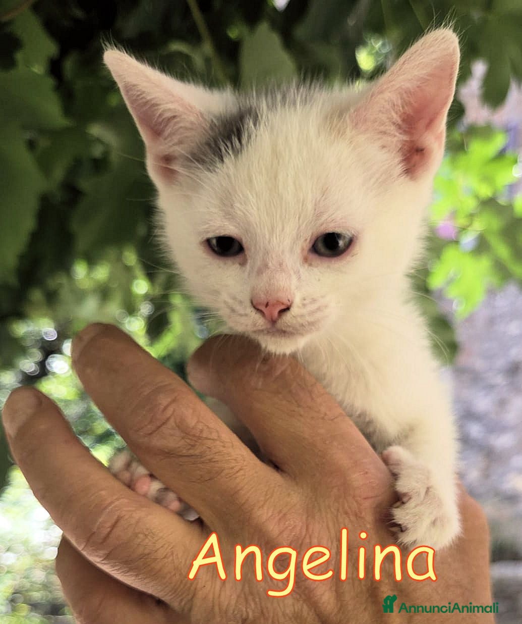 Europeo gatti ANGELINA PICCOLA PICCOLA VIVE IN STRADA - Annuncio 14