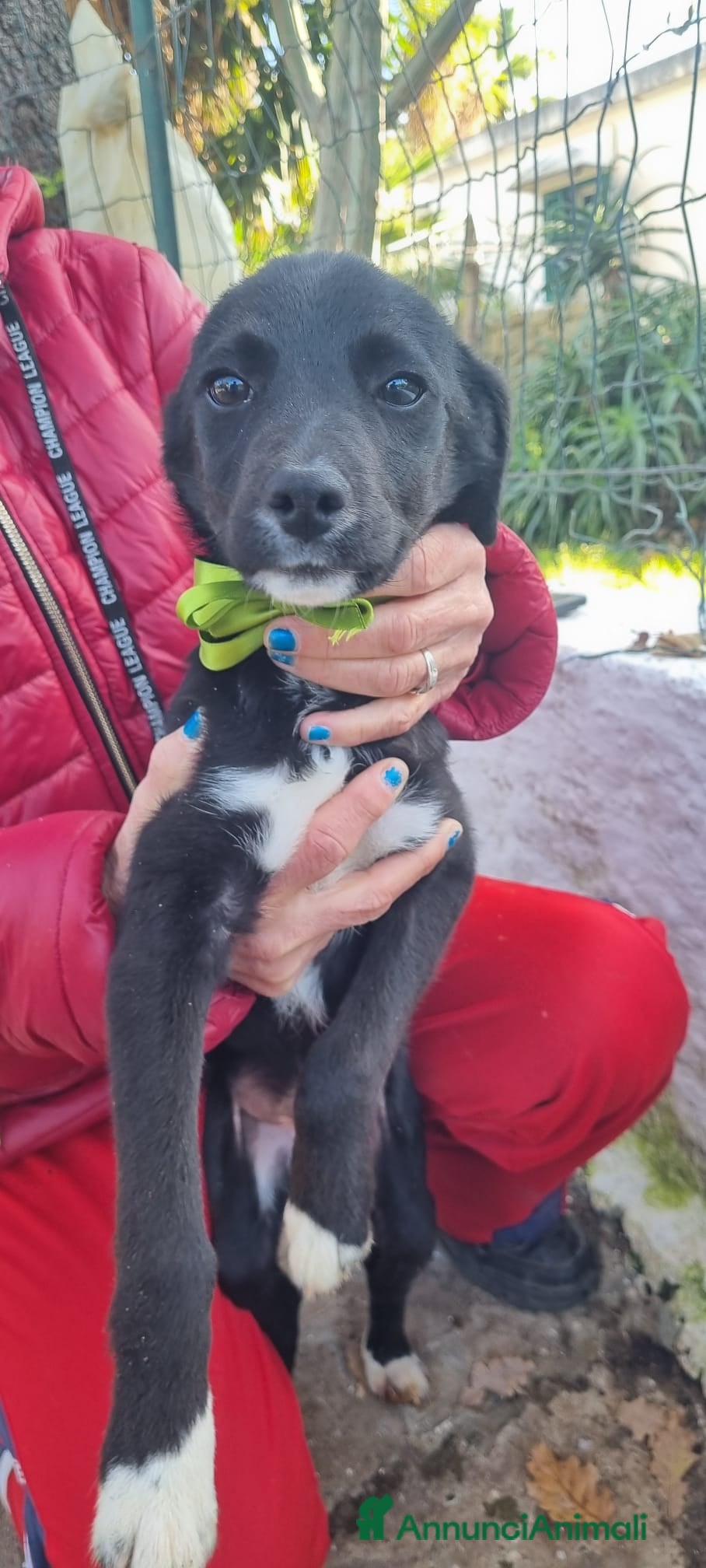 Meticcio cani NOIR ASPETTA UNA MAMMA  - Annuncio 30