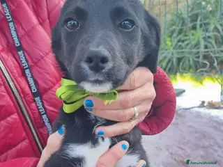 Meticcio cani NOIR ASPETTA UNA MAMMA - Annuncio 30