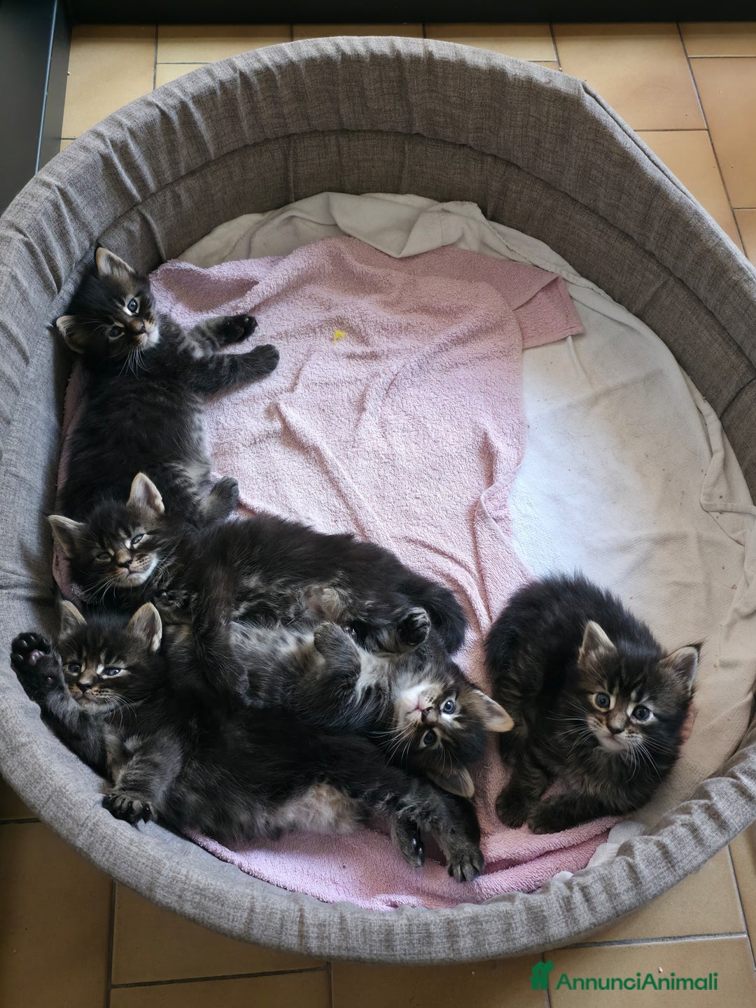 Maine Coon gatti in vendita: Cuccioli Maine Coon a Provincia di Treviso - Immagine 6