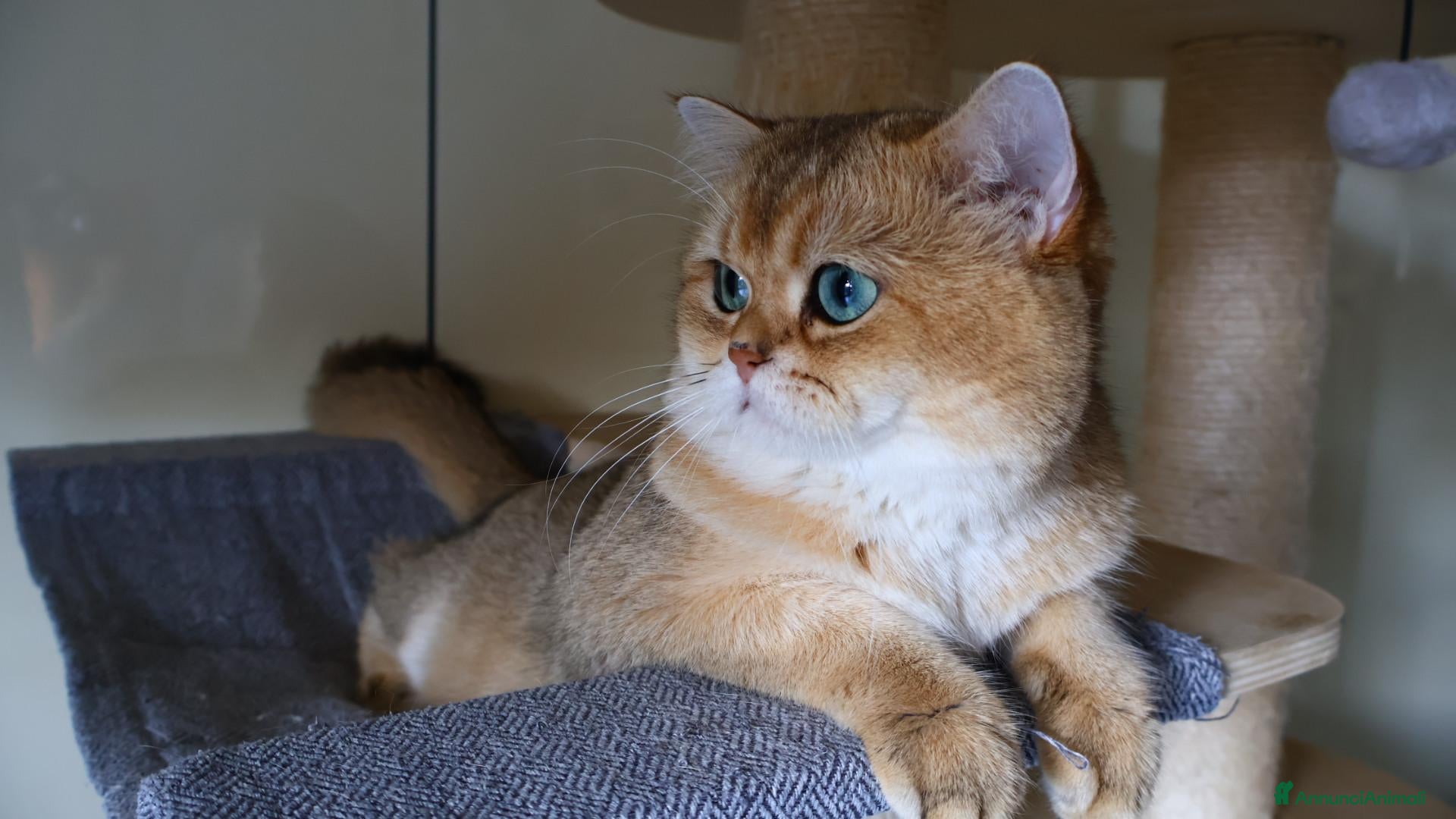British gatti Gattini BRITISH GOLDEN SHORTHAIR  - Annuncio 1