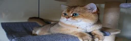 British gatti in vendita: Gattini BRITISH GOLDEN SHORTHAIR  - Annuncio 1