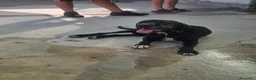 Meticcio cani in regalo: Edoardo: taglia media, equilbrato e socievole  - Annuncio 5