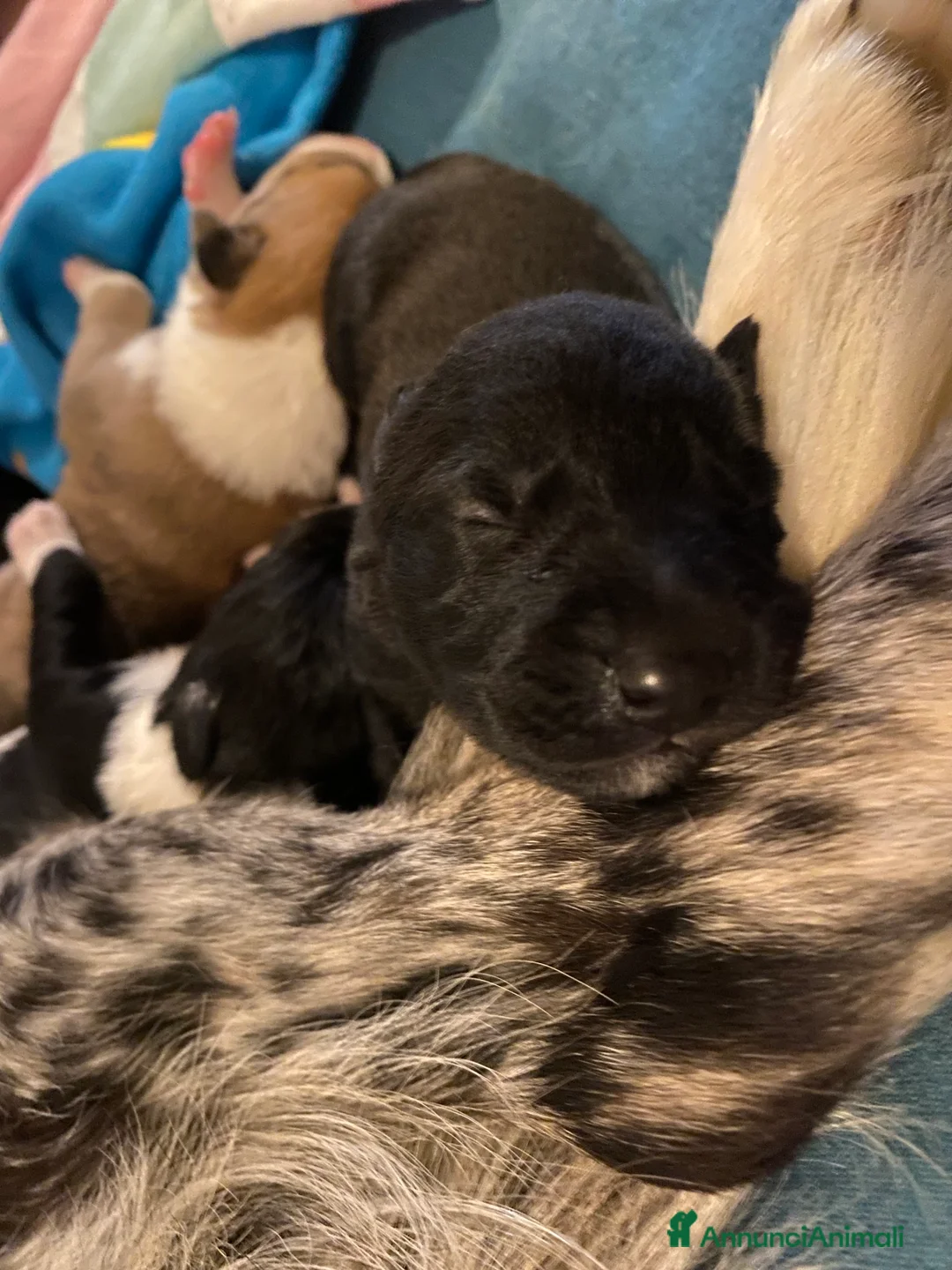 Border Collie cani in regalo: Cuccioli incrocio Border collie - in adozione  - Annuncio 9