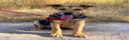Meticcio cani in regalo: tyson - Annuncio 4