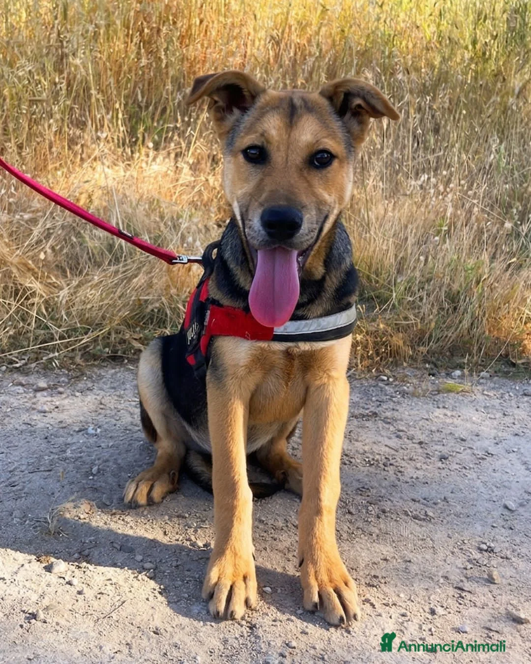 Meticcio cani in regalo: tyson - Annuncio 4
