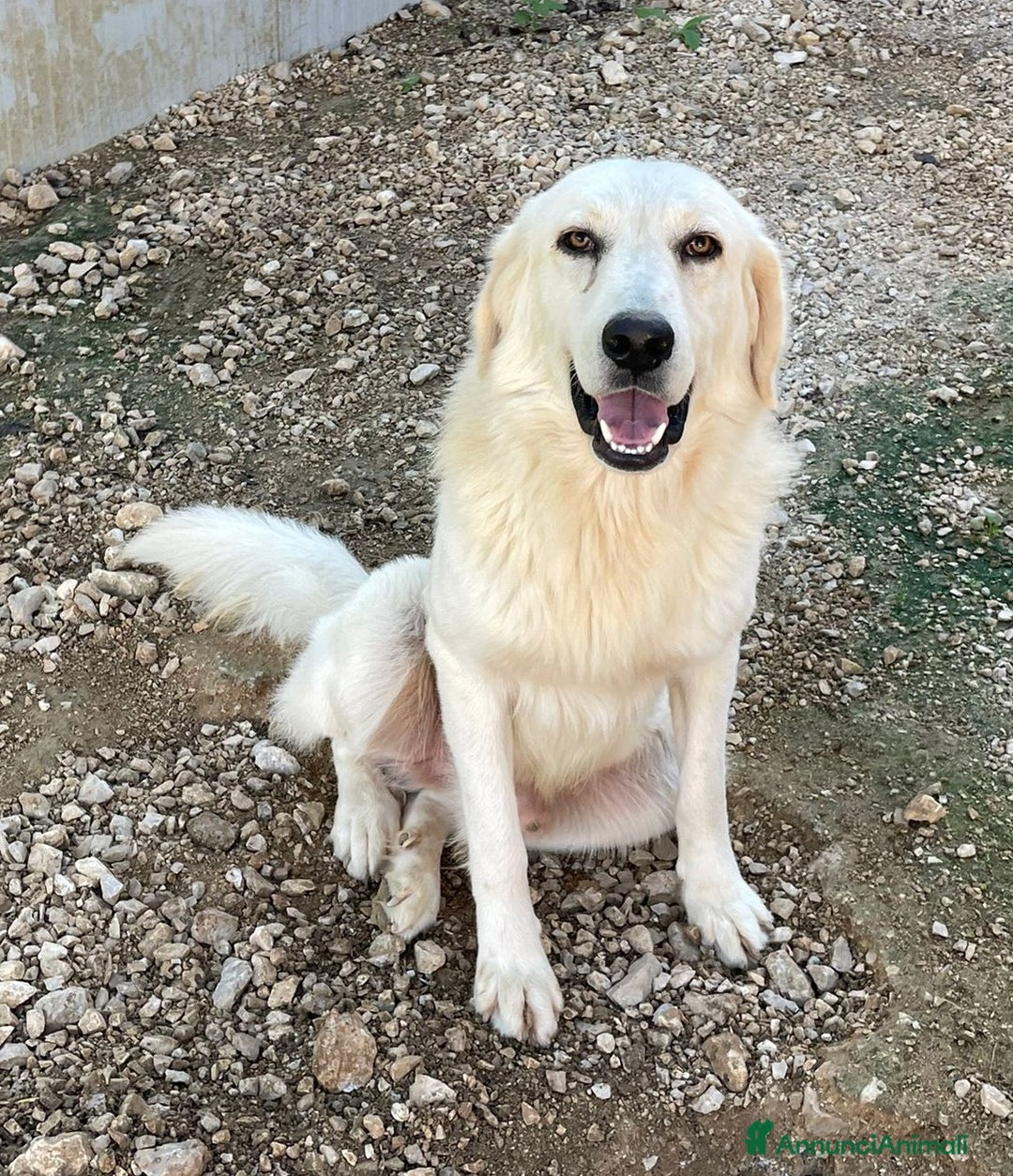 Meticcio cani in regalo: LUCKY TENERO PATATONE - Annuncio 3