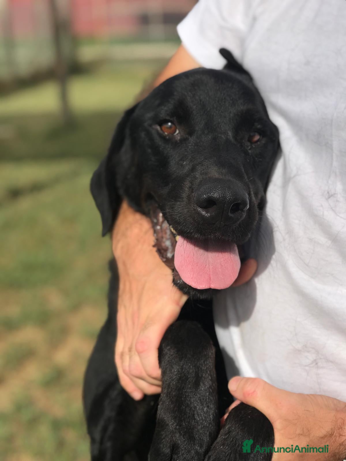 Meticcio cani Dolcissimo Nowhite cresciuto in canile  a Provincia di Latina - Annuncio 37