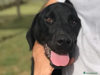 Meticcio cani Dolcissimo Nowhite cresciuto in canile a Provincia di Latina - Annuncio 27