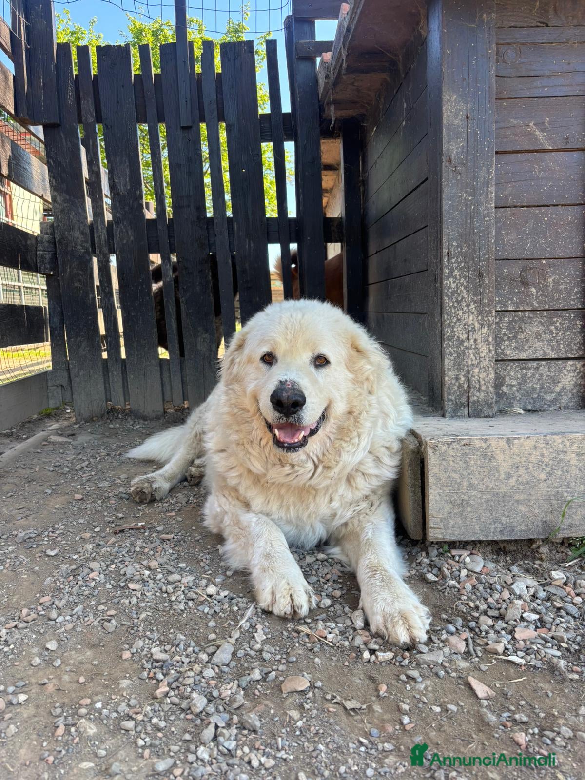 Pastore Maremmano cani Ragalo maremmano  - Annuncio 1
