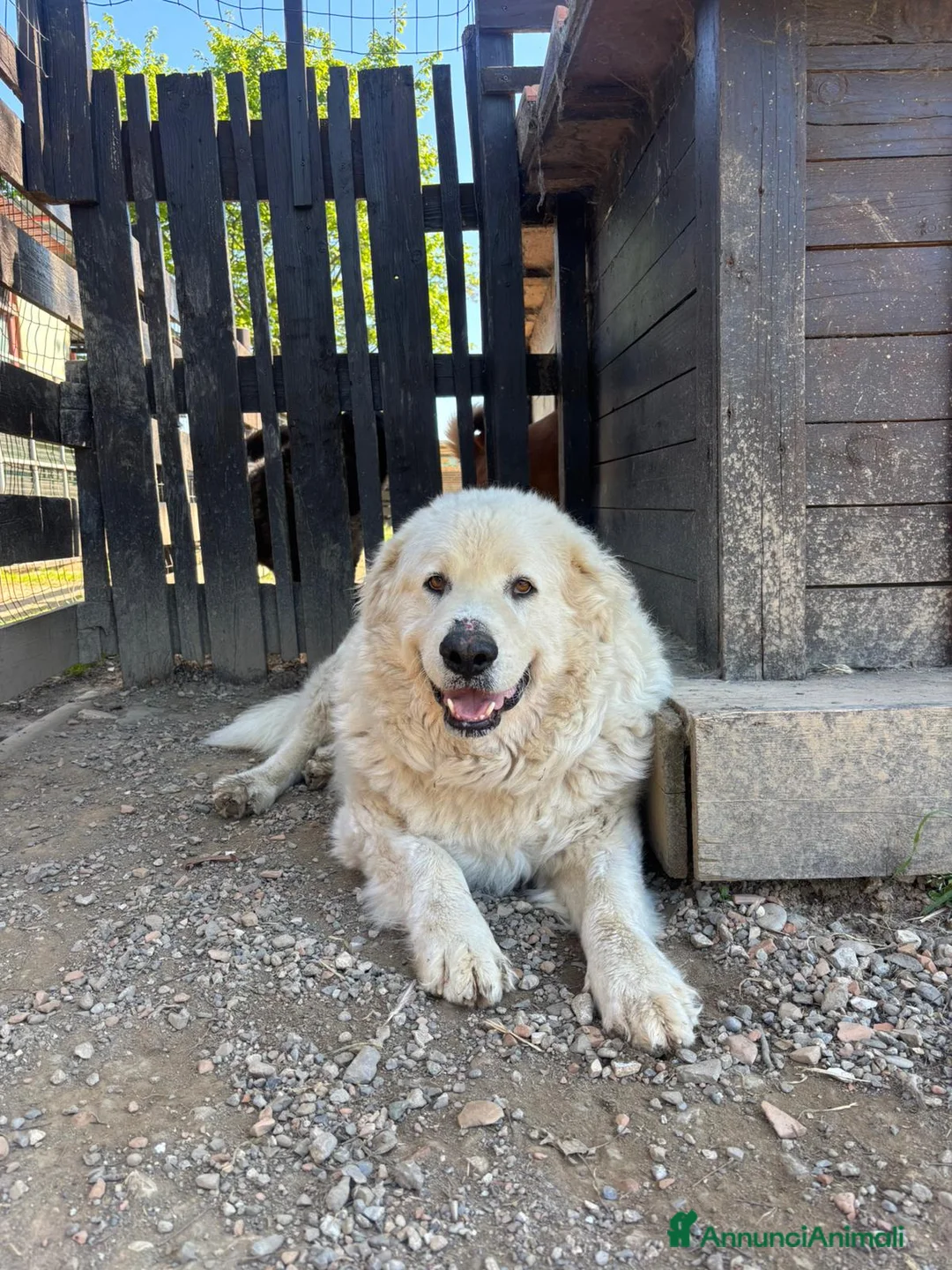 Pastore Maremmano cani in regalo: Ragalo maremmano  - Annuncio 1