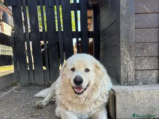 Pastore Maremmano cani Ragalo maremmano - Annuncio 1