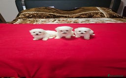 Maltese cani in vendita: Maltese  a Città metropolitana di Roma Capitale - Immagine 1