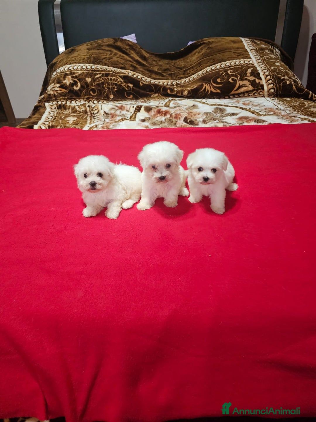 Maltese cani in vendita: Maltese  a Città metropolitana di Roma Capitale - Immagine 1