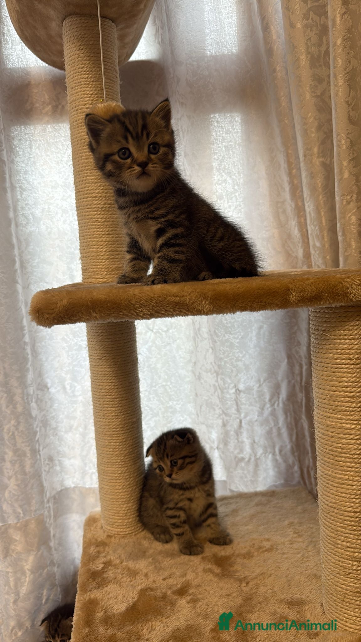 British gatti in vendita: British shorthair  - Annuncio 10