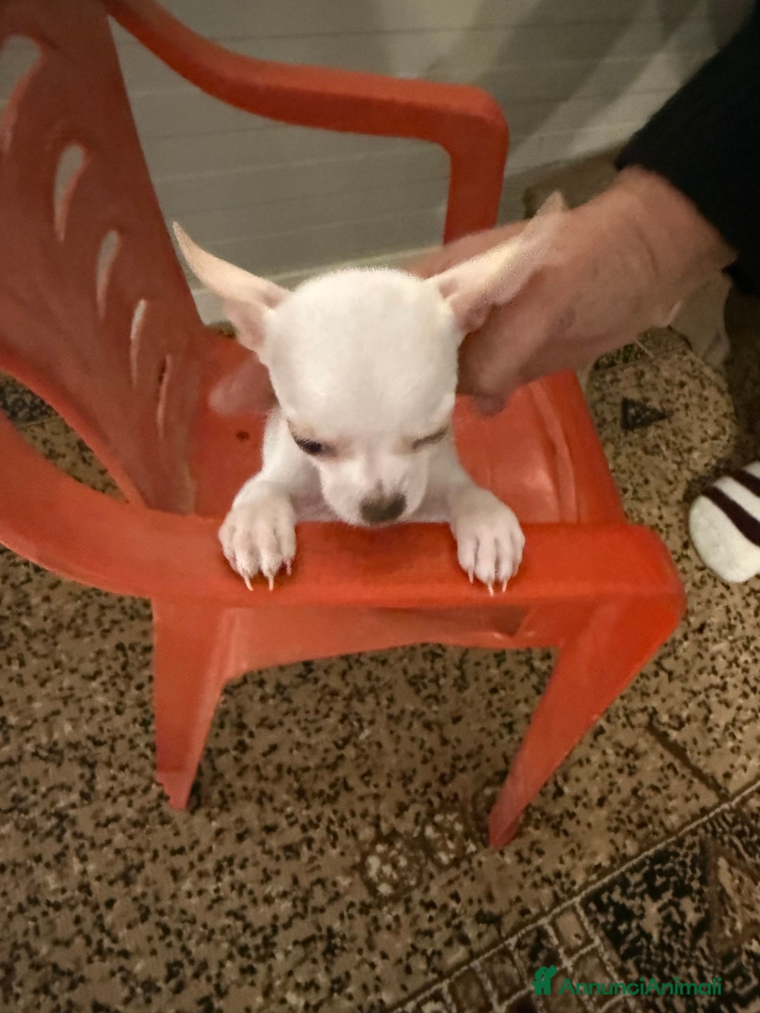 Chihuahua cani in vendita: Cuccioli di chihuahua pelo corto - Annuncio 3