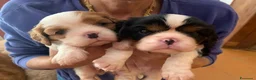 Cavalier King cani in vendita: Cuccioli di Cavalier King con Affisso ENCI  - Annuncio 1