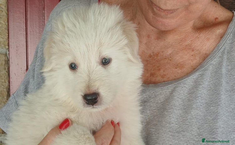 Meticcio cani a Città metropolitana di Roma Capitale - Annuncio 18