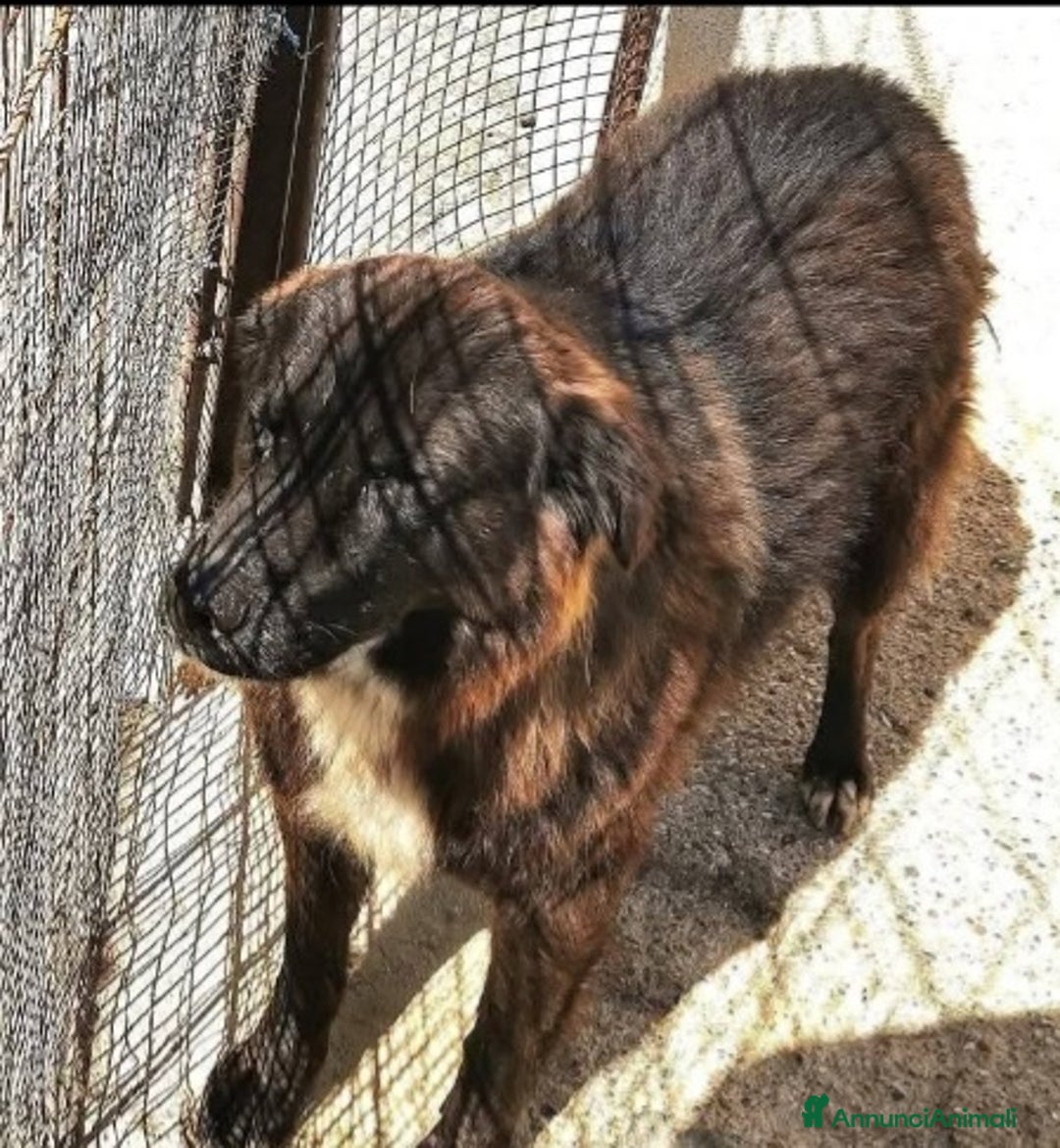 Meticcio cani in regalo: 2sorelle 10anni IN BOX DA 7ANNI.CAMPANIA a Città metropolitana di Milano - Annuncio 2