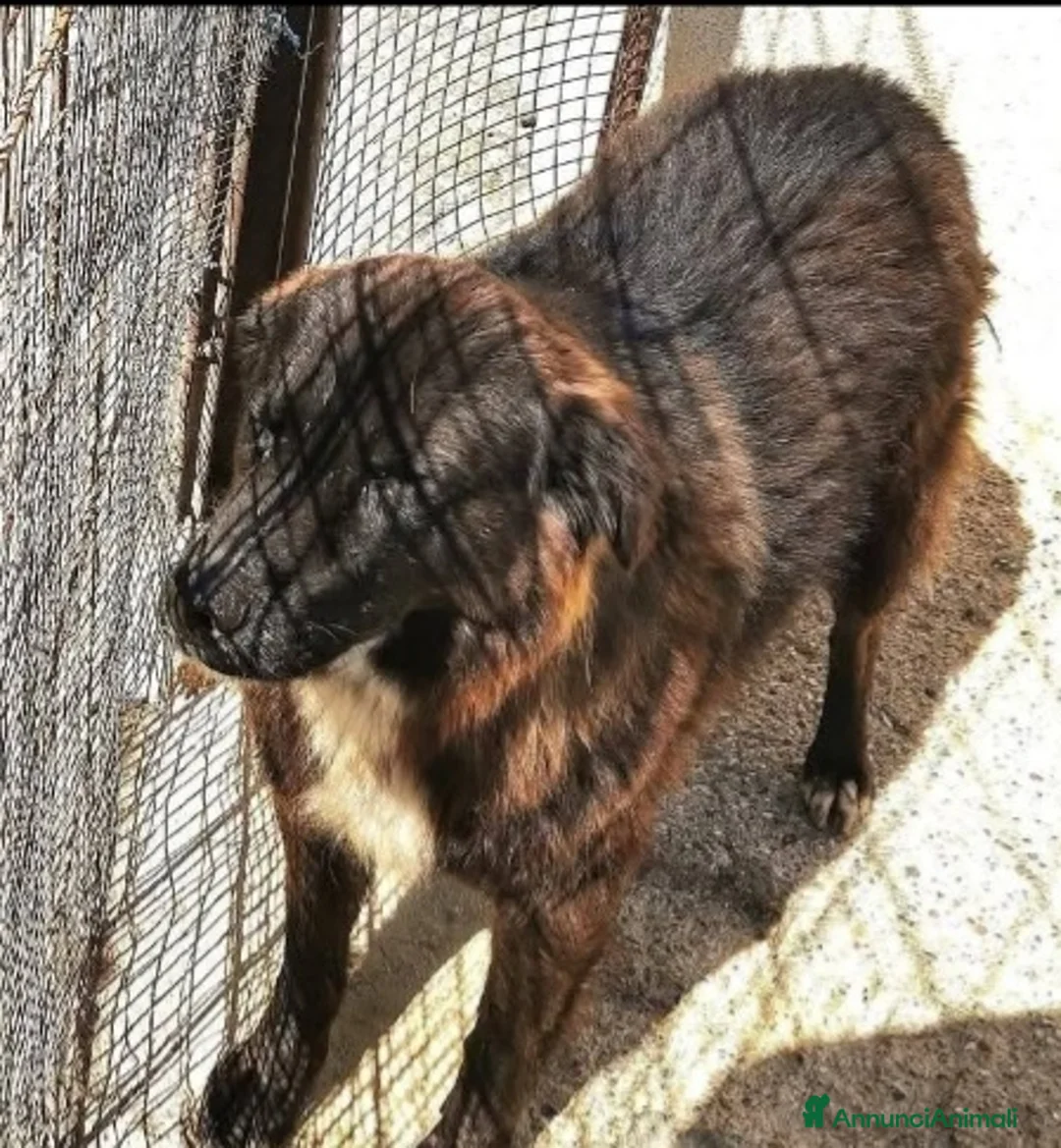 Meticcio cani in regalo: 2sorelle 10anni IN BOX DA 7ANNI.CAMPANIA a Città metropolitana di Milano - Annuncio 2