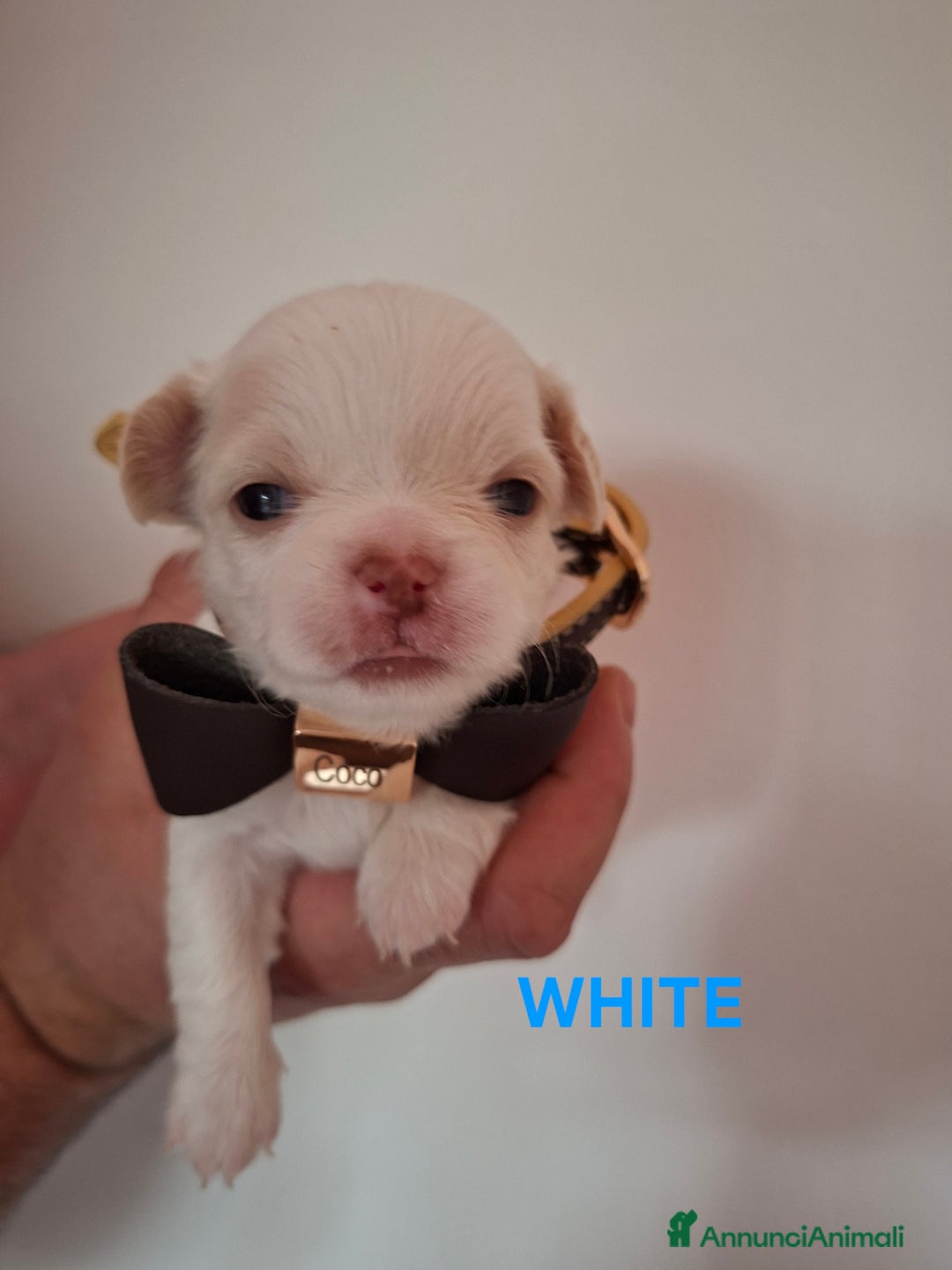 Chihuahua cani in vendita: Chihuahua  - Annuncio 7