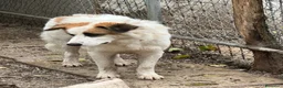 Meticcio cani in regalo: Sofia: amichevole e tranquilla, dolce con tutti  - Annuncio 15