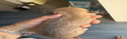 Chihuahua cani in vendita: cuccioli chihuahua - Annuncio 14