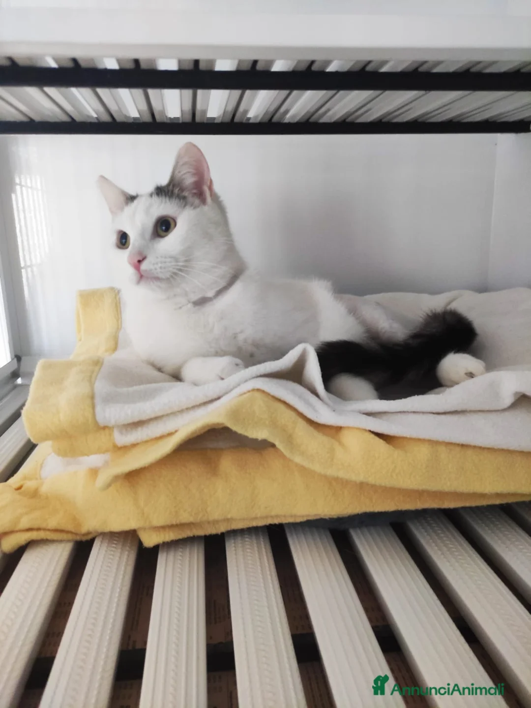 Meticcio gatti in regalo: Una famiglia per Carlo  - Annuncio 10