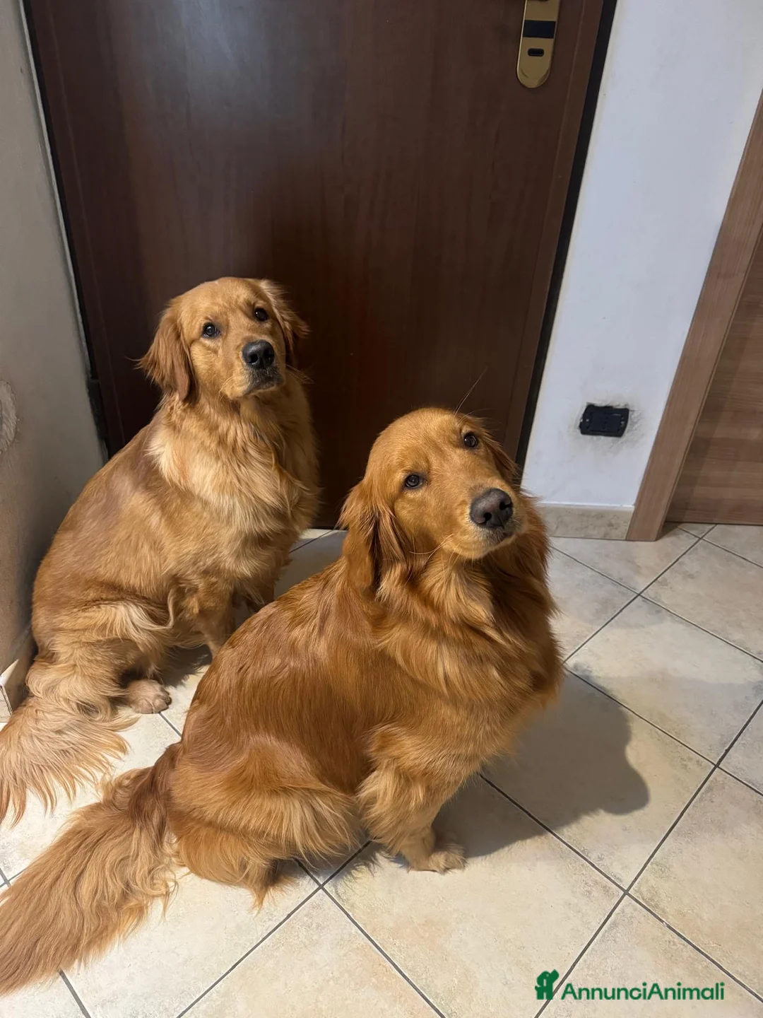 Golden Retriever cani in vendita: Disponibili cuccioli di Golden Retriever Americano - Annuncio 1