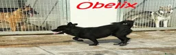 Meticcio cani in regalo: OBELIX cagnolino fantastico a Città Metropolitana di Firenze - Annuncio 2