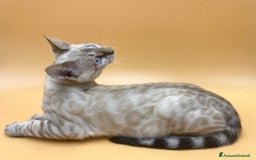 Bengala gatti in vendita: Splendido maschio bengala Snow lynx a Provincia di Perugia - Immagine 2