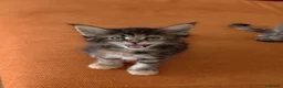 Maine Coon gatti in vendita: Cucciola Maine coon dai colori fantastici  - Annuncio 5