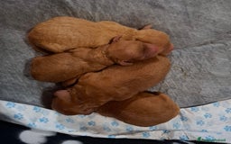 Barboncino Toy cani in vendita: Cuccioli barboncino toy  a Città Metropolitana di Torino - Immagine 1