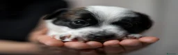 Jack Russell cani in vendita: 𝕊𝕋𝕌ℙ𝔼ℕ𝔻𝕀 ℂ𝕌ℂℂ𝕀𝕆𝕃𝕀 𝕁𝔸ℂ𝕂 ℝ𝕌𝕊𝕊𝔼𝕃𝕃 a Città metropolitana di Roma Capitale - Annuncio 4
