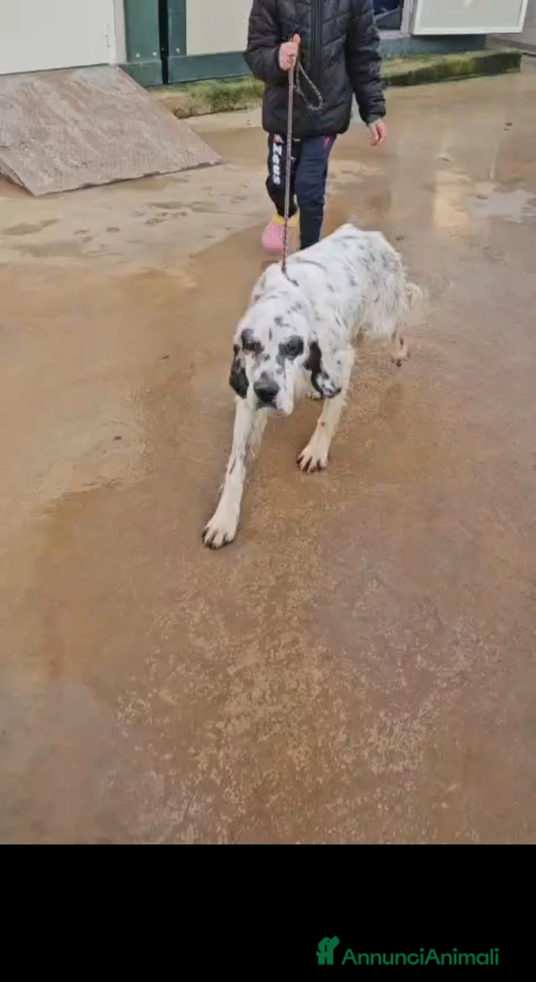 Setter Inglese cani in regalo: Zeus: giovane setter socievole equilibrato  - Annuncio 6