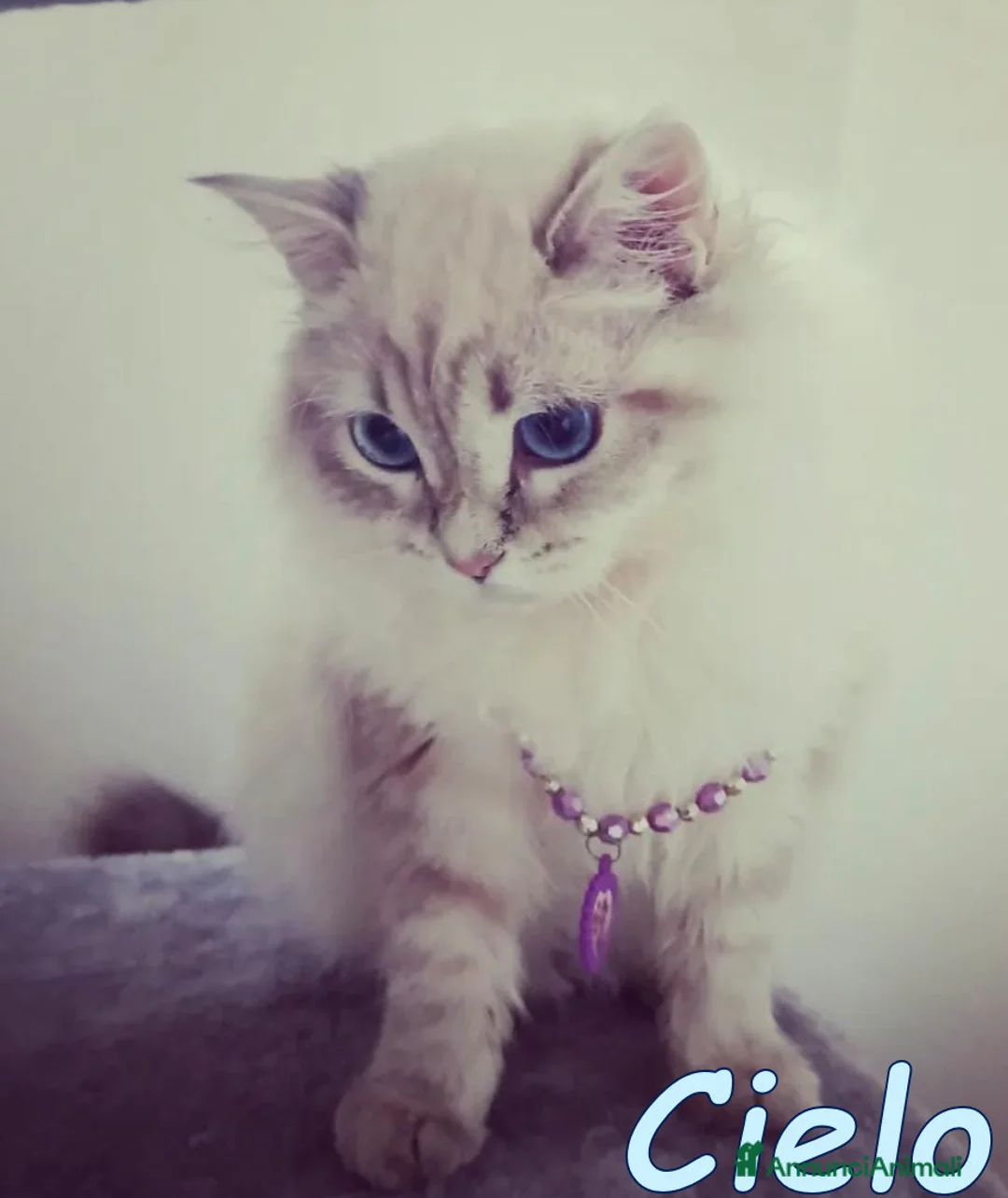 Europeo gatti in regalo: 𝘓𝘢 𝘥𝘰𝘭𝘤𝘦 𝘊𝘪𝘦𝘭𝘰 𝘤𝘦𝘳𝘤𝘢 𝘤𝘢𝘴𝘢 a Città metropolitana di Milano - Annuncio 3