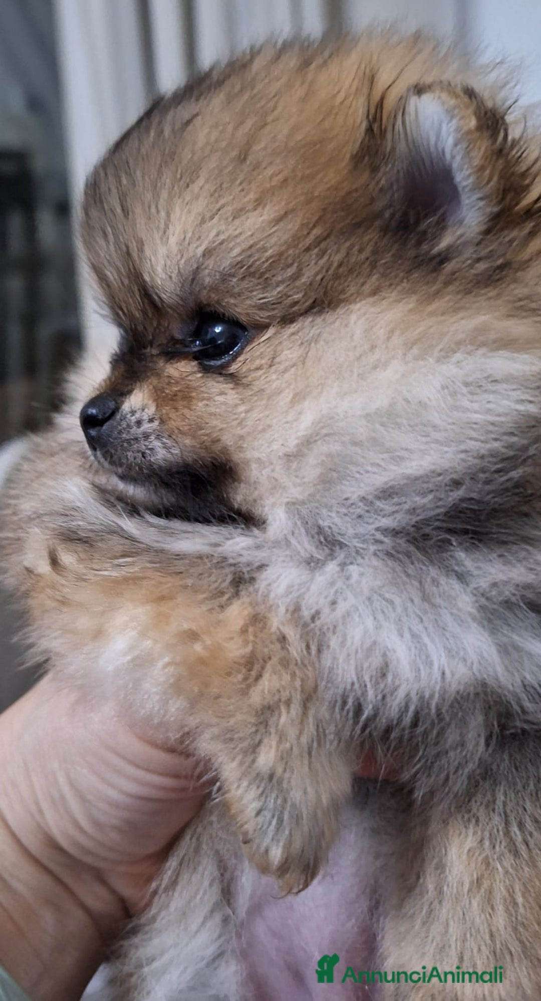 Volpino Pomerania cani in vendita: Spitz tedesco nano - Annuncio 5